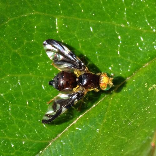 Réf. 301 744 : Euleia heraclei